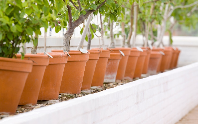 lợi ích của việc trồng cây tại nhà